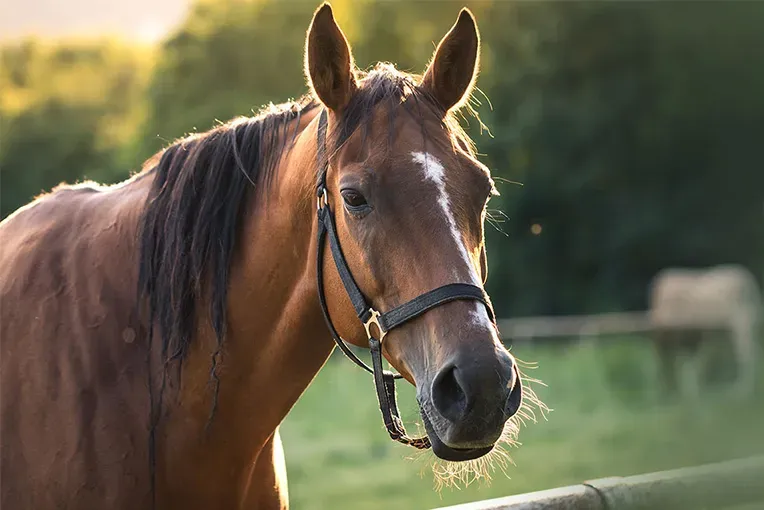 expertises-equestres
