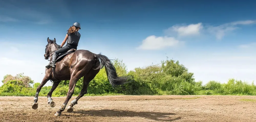 coaching-cavalier-concours