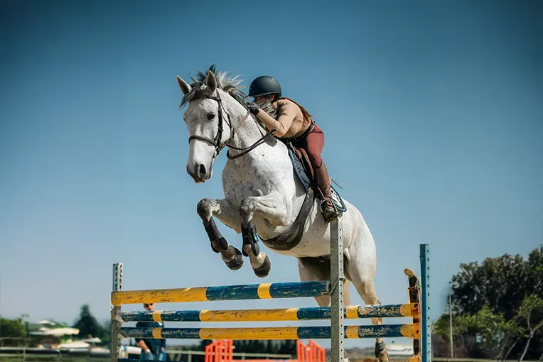 concours-equitation-competition