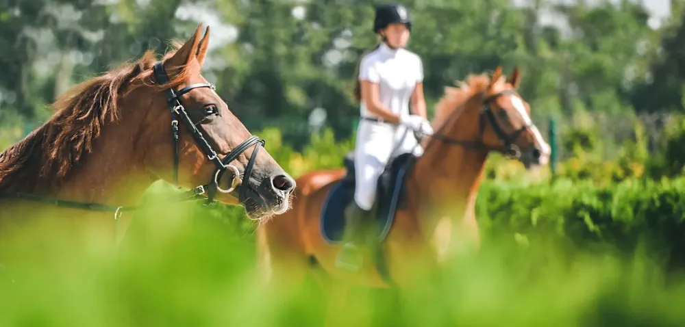 Cours d'endurance équestre à Lisle-sur-Tarn