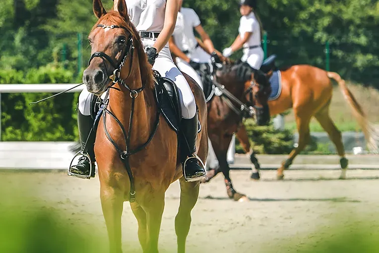 contact-moniteur-coach-independant-equitation