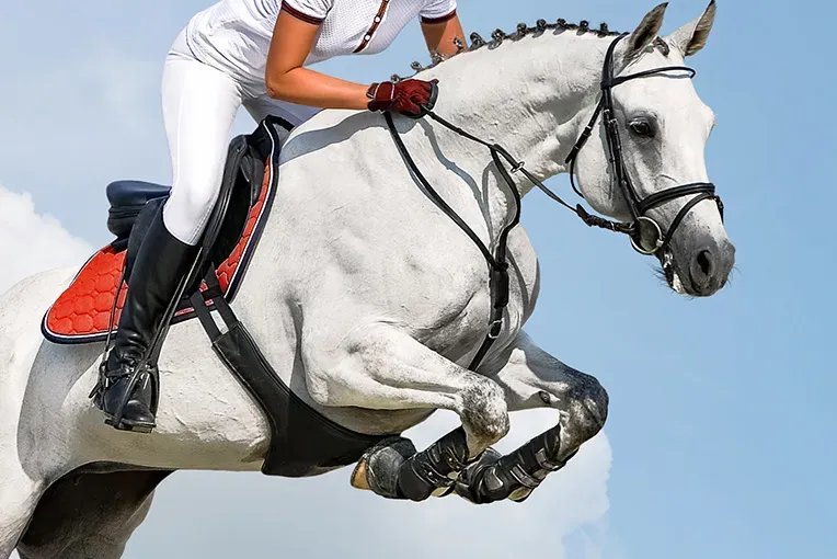 competition-equitation