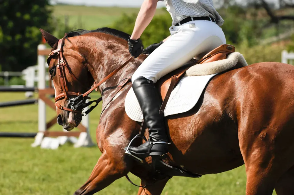 Stages d'équitation à Lisle-sur-Tarn